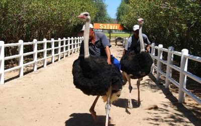 Best of South Africa (Winter)