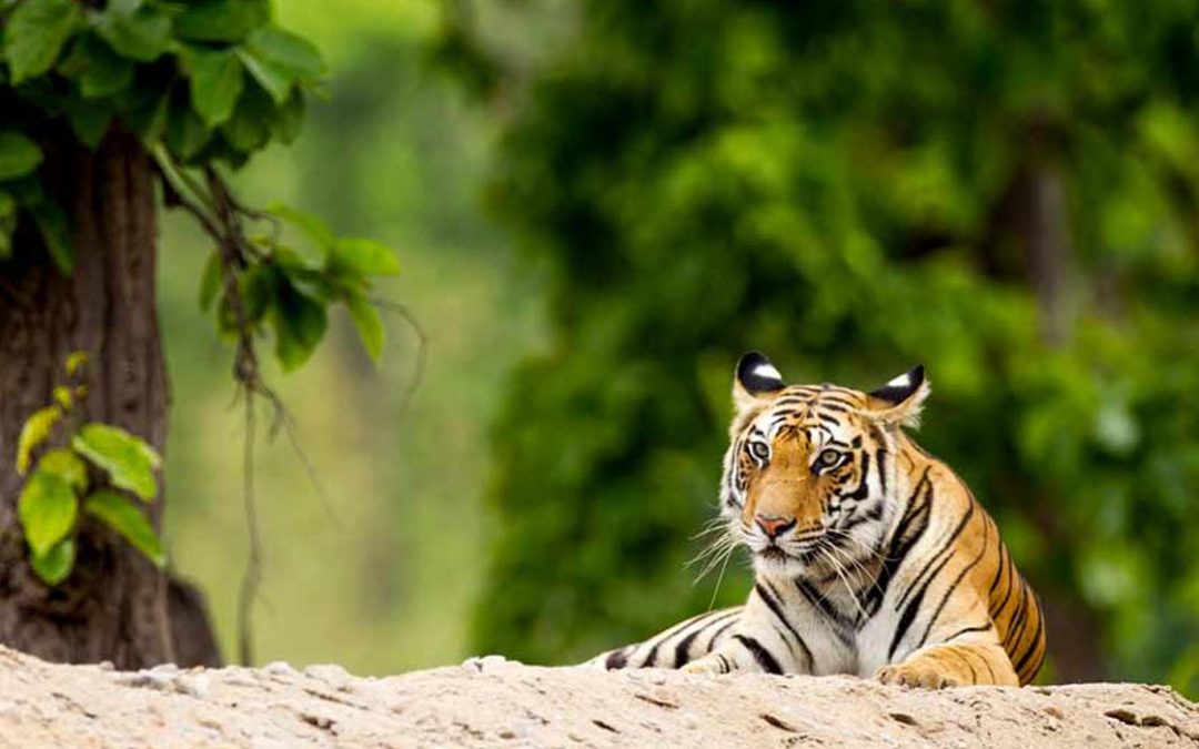 Madhya Pradesh Tiger Trail