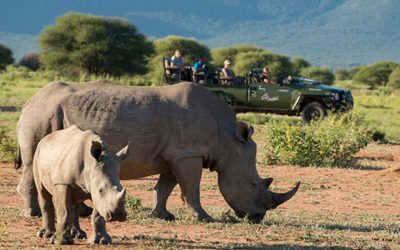 South Africa Safari Getaways