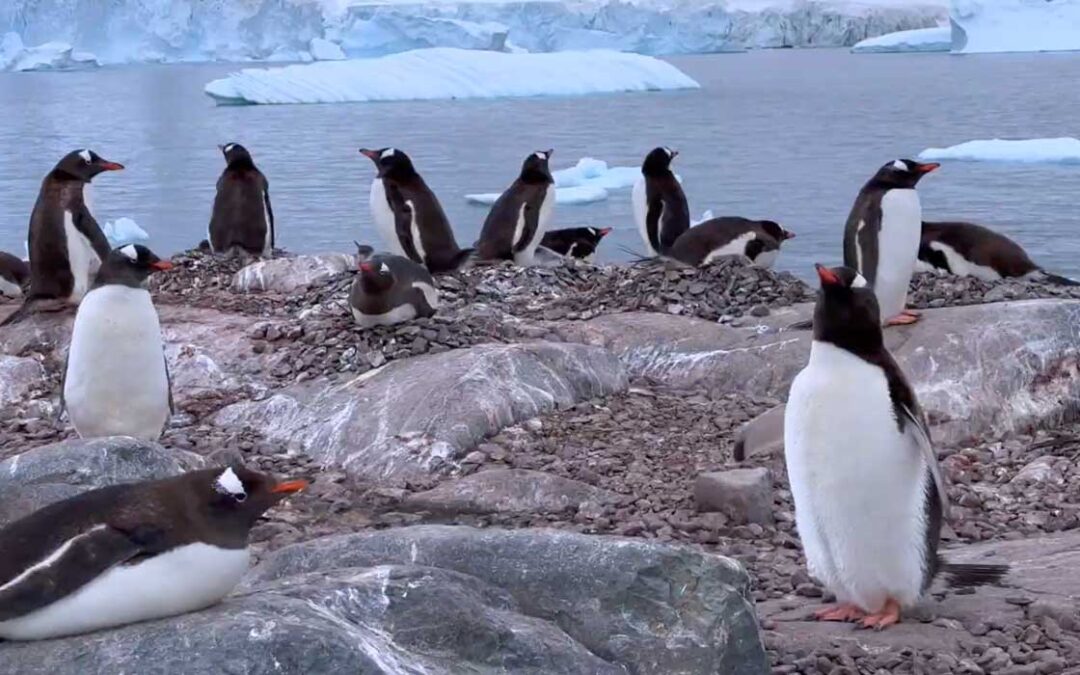 Antartica – Nov/Dec 2026
