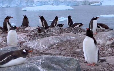 Antartica – Nov/Dec 2026